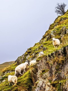 Sheeps from Claerwen Valley, Elan Valley Reservoir, Rhayader, Powys, Wales, UK