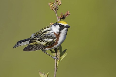 Chestnut-sided Warbler (Setophaga pensylvanica), Ontario, Canada