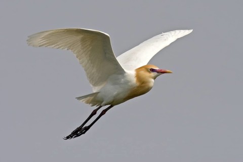 Western Cattle Egret (Bubulcus ibis) flying, Samut Prakan Province, Thailand
