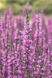 Purple loosestrife (Lythrum salicaria 'Lady Sackville'), Saxon State Office for the Environment,