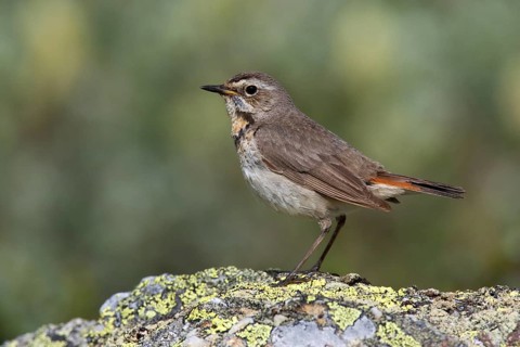 Bluethroat (Luscinia svecica svecica) female, Sweden