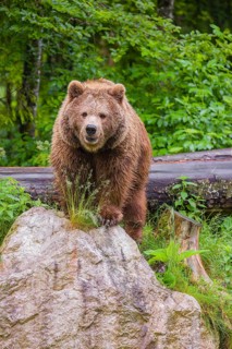 A female eurasian brown bear (Ursus arctos arctos) stands on a rock lying at a forest edge in early