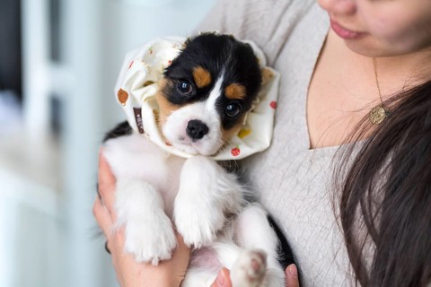 Woman with adorable cavalier king charles spaniel puppy is held gently, adorned with a cute feeding