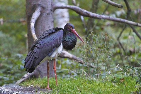Schwarzstorch (Ciconia nigra) Black Stork