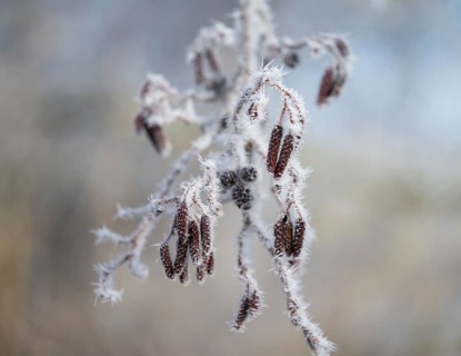 Black alder (Alnus glutinosa), fruit stands with hoarfrost, shallow depth of field, Thuringia,