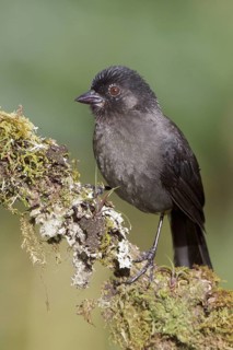 Yellow-thighed Finch (Pselliophorus tibialis) perched on a branch in Costa Rica, Central America