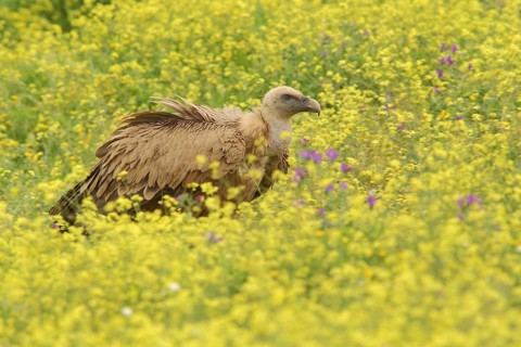 Griffon vulture (Gyps fulvus) in yellow flower meadow, nature photography, Torrejon El Rubio,