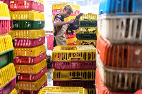 Bangkok, Thailand. February 19th 2025. A Thai man selects a live chicken for slaughter at the