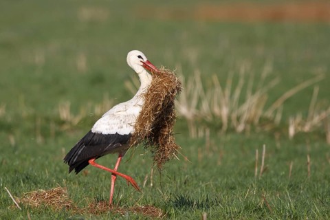White Stork (Ciconia ciconia), North Rhine-Westphalia, Germany
