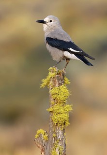 Clark's Nutcracker (Nucifraga columbiana), Oregon, USA