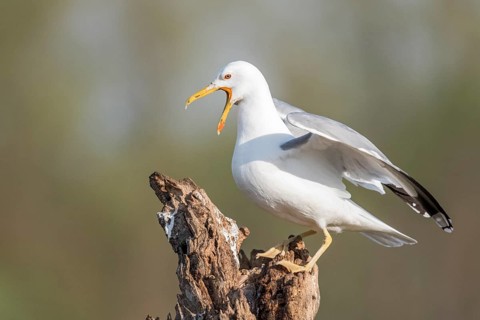 Caspian Gull (Larus cachinnans) calling, Romania