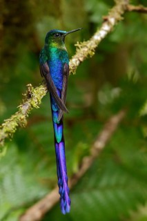 Violet-tailed Sylph (Aglaiocercus coelestis) perched on a branch in the Andes Mountains of Colombia
