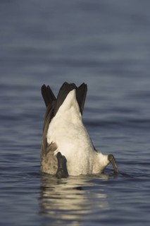 Canada Goose (Branta canadensis), British Columbia, Canada