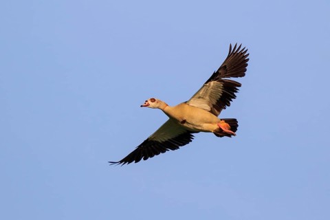 Egyptian Goose (Alopochen aegyptiaca) flying, North Rhine-Westphalia, Germany