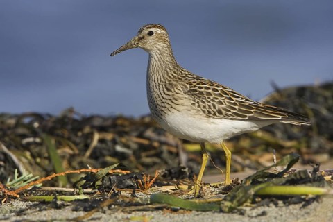 Pectoral Sandpiper (Calidris melanotos), British Columbia, Canada