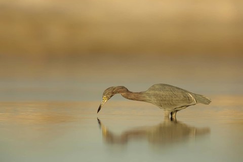 Little Blue Heron (Egretta caerulea) foraging, Florida, USA