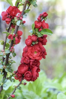 Chinese ornamental quince (Chaenomeles speciosa 'Scarlet Storm'), RHG Leisnig, Leisnig, Saxony,