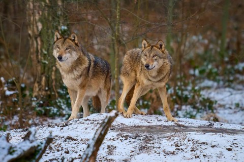 Pair of wolves at attention in a snow-covered clearing in the forest, winter, wolf (Canis lupus),