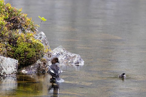 Common goldeneye (Bucephala clangula), female with single chick on the shore of a lake, Pyhä-Luosto
