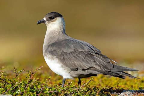 Parasitic skua, (Stercorarius parasiticus), animals, birds, seabird of the Stercorariidae family),