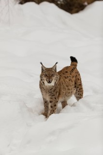 One Eurasian lynx, (Lynx lynx), walking over a snow covered opening in a forest. Yawning