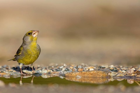 Greenfinch (Chloris chloris) Family of sparrows, male Lesbos, Greece