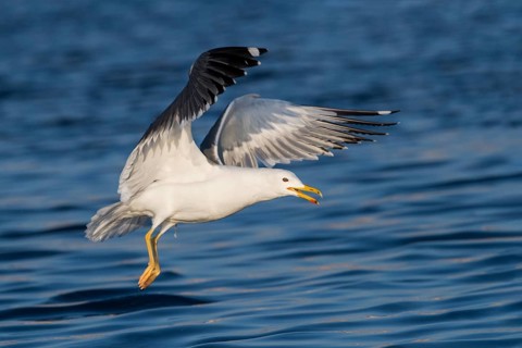 Baraba Gull (Larus fuscus barabensis) flying, Eilat, Israel