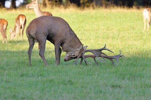 Red deer (Cervus elaphus) in rutting season, capital stag forking with his antlers in a forest