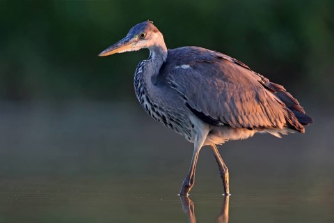 Grey grey heron (Ardea cinerea), Foraging, Boat Trip, Tiszaalpár, Kiskunsági National Park,