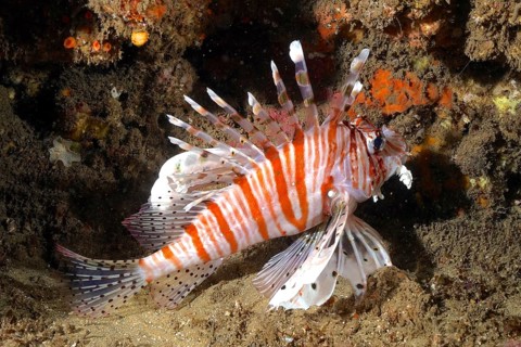 Common lionfish (Pterois miles)