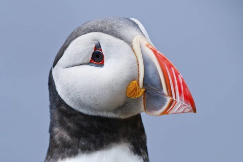 Atlantic Puffin (Fratercula arctica), Iceland