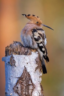 Eurasian Hoopoe (Upupa epops) perched on a birch stump, Saxony-Anhalt, Germany