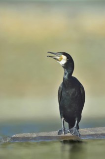 Great Cormorant (Phalacrocorax carbo), North Rhine-Westphalia, Germany
