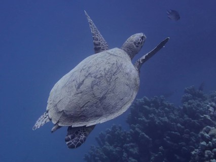Hawksbill sea turtle (Eretmochelys imbricata)