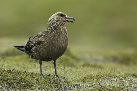 Great Skua (Stercorarius skua), Iceland