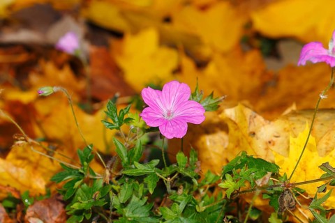 Flowering cranesbill (Geranium), in autumn foliage, North Rhine-Westphalia, Germany