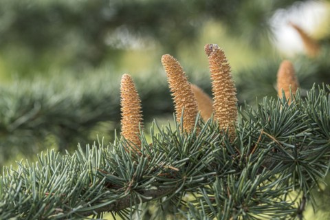 Himalayan cedar (Cedrus deodara 'Eisregen'), male flower, Cambridge Botanical Garden, Germany