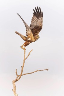 Marsh harrier (Circus aeruginosus) medium-sized bird of prey, male on perch, taking off, flying,