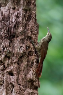 Spot-crowned Woodcreeper (Lepidocolaptes affinis)