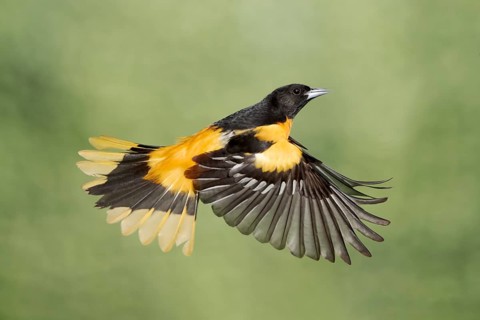 Baltimore Oriole (Icterus galbula) male flying, Texas, USA