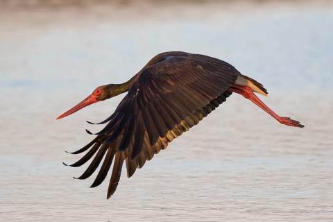 Black Stork (Ciconia nigra) flying, Lesvos, Greece