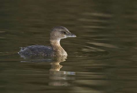 Pied-billed Grebe (Podilymbus podiceps), Arizona, USA