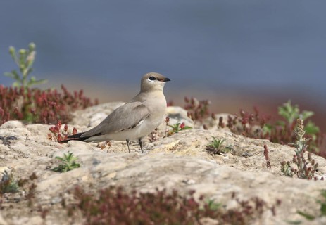 Small Pratincole (Glareola lactea), Uttar Pradesh, India