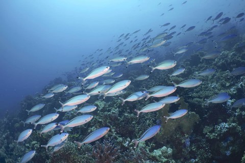 Red Sea Fusilier (Caesio suevica)