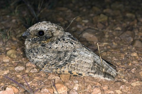 Common Poorwill Phalaenoptilus nuttallii Elgin, Santa Cruz County, ARIZONA, United States 14