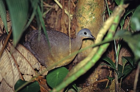 Highland Tinamou Nothocercus bonapartei Monte Verde, COSTA RICA March Adult Male Tinamidae