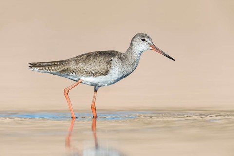 Common Redshank (Tringa totanus) foraging in shallow water, Eilat, Israel