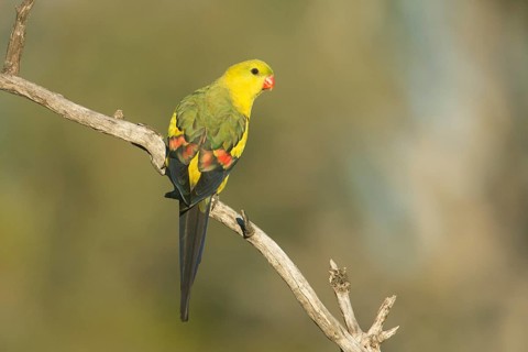 Regent Parrot (Polytelis anthopeplus) male perched on a branch, Victoria, Australia