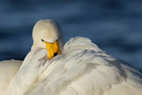 Whooper swan (Cygnus cygnus) adult bird preening its wing feathers, England, United Kingdom
