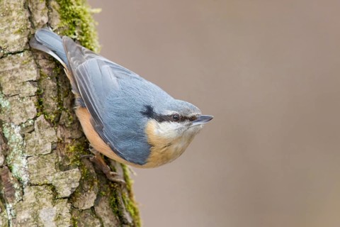Eurasian Nuthatch (Sitta europaea) perched on a tree trunk, Poland